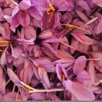 گل زعفران سرایان