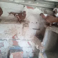 کبوتر ککیلی بالا اوچان