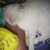 اسکاتیش چشم آبی|گربه|رامسر, |دیوار