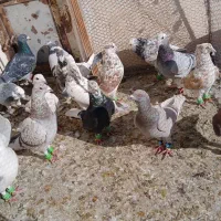 کفترپرشی|پرنده|نیشابور, مبارکه|دیوار