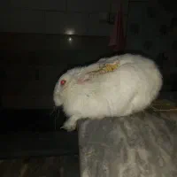 خرگوش