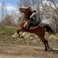 نریان دره شوری