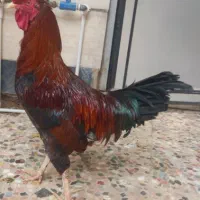 خروس شصت پوپ دورگ