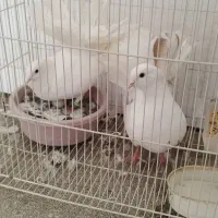 یک جفت کفتر دم چتری همراه با جوجه