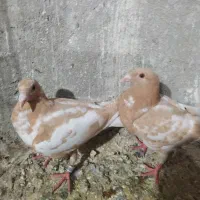 پلاکی کارالمینوزل جفت