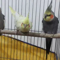 عروس هلندی|پرنده|کبودرآهنگ, |دیوار