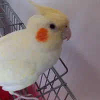 عروس هلندی نر با قفس