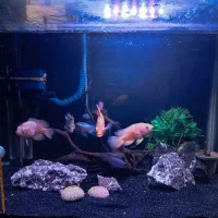 ماهی فلاورو کامفا و ماهی گوشت خوار