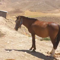 مادیان