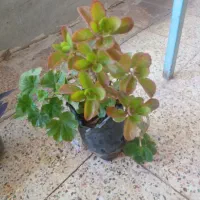 گل طبیعی ۵۰عدد|گل و گیاه طبیعی|جیرفت, |دیوار