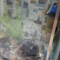 ماهی زینتی آکواریمی