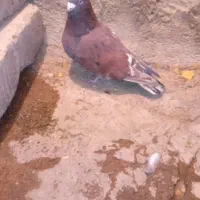 کفتر|پرنده|قوچان, |دیوار