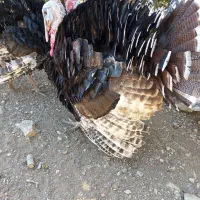 فروش کفش کیف بوقلمون|کیف، کفش، کمربند|دهدشت, |دیوار