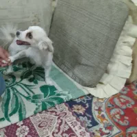 به علت مسافرت بایدواگذارش کنم