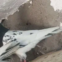 کله سیاه|حیوانات|اهواز, اهواز|دیوار