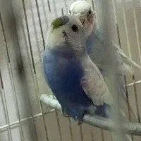 مرغ عشق جفت مولد
