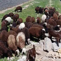 بره نر لاغر جنس دار