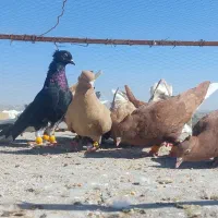 کبوتررنگی|پرنده|شوشتر, |دیوار