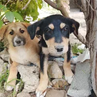 دو عدد توله سگ نر