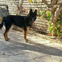 فروش ژرمن مو کلاسیک نر +هدیه ،توضیحات کامل|سگ|بم, |دیوار