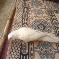 عروس هلندی گمشده