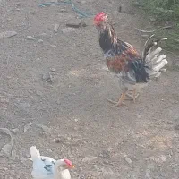 خروس گلین طوسی|حیوانات مزرعه|نسیم‌شهر, |دیوار