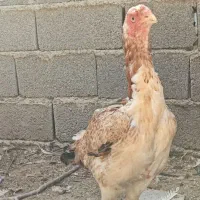 مرغ لاری اصیل طوس