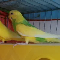 مرغ عشق ضمانتی به شرط تخم جوجه