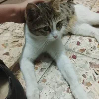 گربه ملوس و دستی