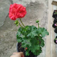 گل نردبانی یک عدد موجود