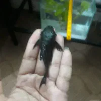 کت پوزه بوته ای|ماهی|قدس, شهرقدس|دیوار