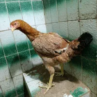 مرغ لاری کرکشو|حیوانات مزرعه|رشت, استقامت ۱|دیوار