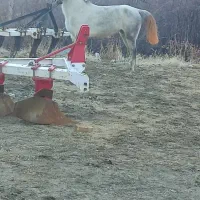 فروش فوری سه راس اسب اصیل و سالم