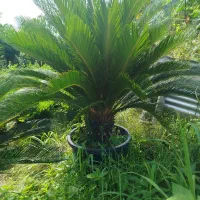 سیکاس گلپونه 52