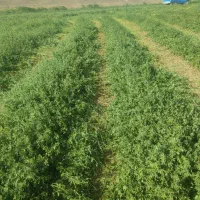 بذریونجه وگندم رقم کلکتور|خدمات باغبانی و درختکاری|بیله سوار, |دیوار