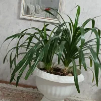 گل پاندانوس بسیار زیبا|گل و گیاه طبیعی|بوژگان, |دیوار