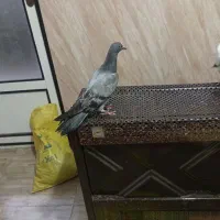 کبوتر تکپر غریب معاوضه با رنگی