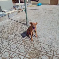 سگ مرغ گوسفند|سگ|مبارکه, |دیوار