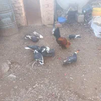 کبوتر|پرنده|زرند, |دیوار