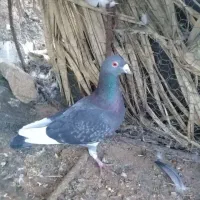 کفتر بدرنگ پلنگ نر