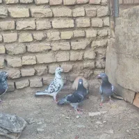 کبوتر پلاکی ماده
