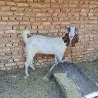 بز پاکستانی