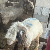 گله میش و بز