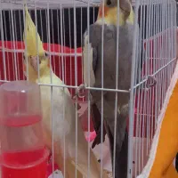 فروش عروس هلندی