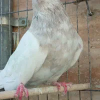 سینه هفترنگ خالدار ‌نر‌ قرقرو