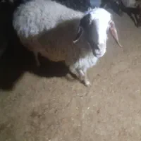 گوسفند داشتی|حیوانات مزرعه|سروآباد, |دیوار