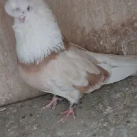 کبوتر نوک قنار اصل|پرنده|تهران, توحید|دیوار