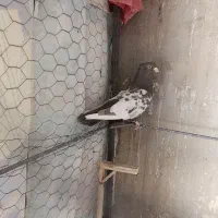 سینه مشکی نر|پرنده|تایباد, |دیوار