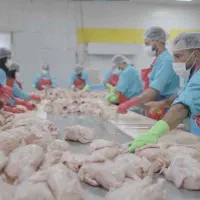 استخدام کارگر حرفه‌ای بسته‌بندی مرغ (کاله)