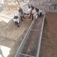 گله فروشی گوسفند وبز زائیده وآبست|حیوانات مزرعه|زاهدان, |دیوار